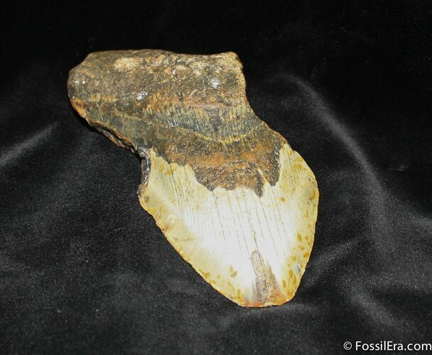 Bargain Inch Megalodon Tooth #843